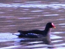 Moorhen