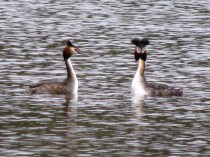 Pair of Crested Grebes