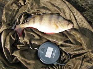 A Chunky 14oz Perch