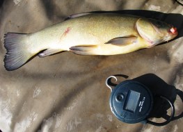 2lb 11oz Tench