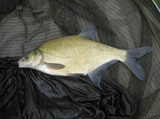 2014-06-27 1lb 12oz Bream 01