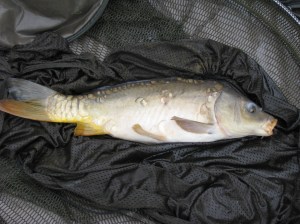 2014-06-27 3lb 14oz Mirror Carp 02