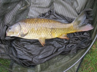 3lb 8oz Common Carp