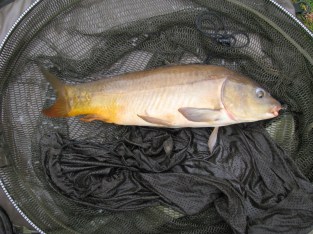 5lb 11oz Leather Carp