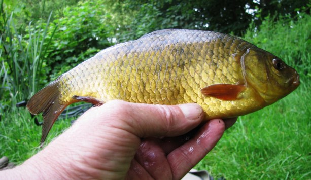 Crucian Carp