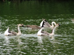 Chinese Geese (Plus Canada Goose)