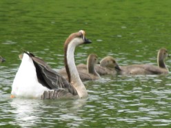 Chinese Goose With Young.