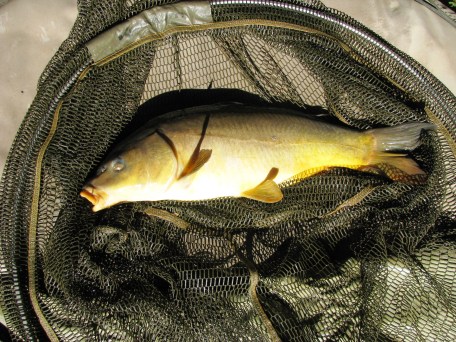 2014-07-04 Steve 4lb 8oz Leather Carp 01