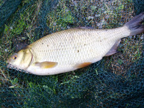 Roach/Bream Hybrid - ca 1lb