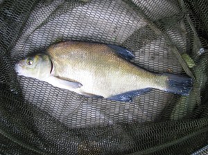 2014-09-23 Steve 1lb 9oz Bream