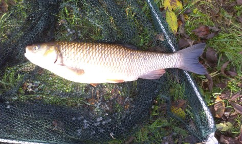 2014-10-28 Steve 3lb 14oz Chub