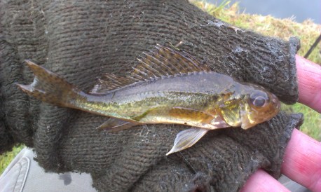 2014-11-25 Steve - Daddy Ruffe 01