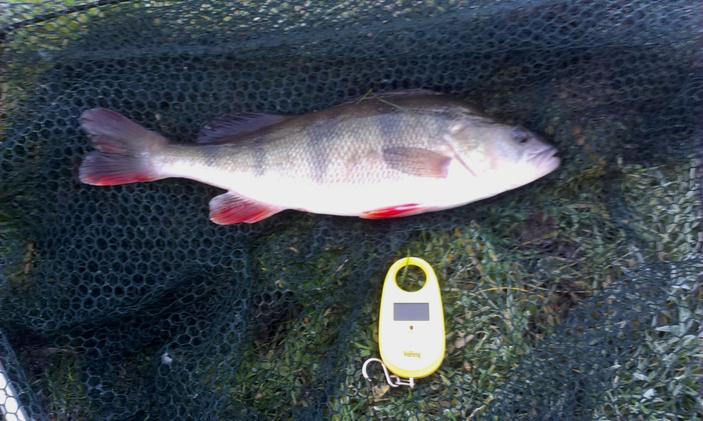 2014-12-03 Steve 1lb 6oz Perch 01