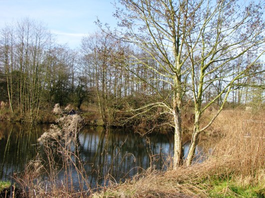 2014-02-03 Pool At 1145 01