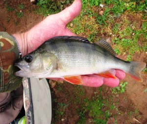 2015-08-11 A Handy Sized Perch