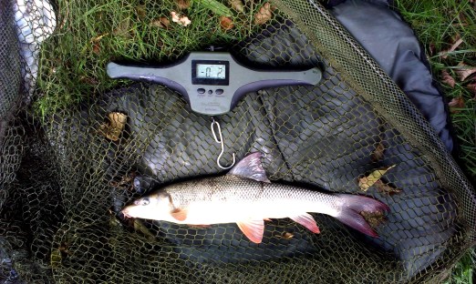 2015-09-11 Steve 1lb 9oz Barbel 02