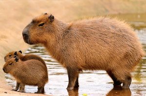 capybara-family_15762686447_f9f8a0684a_o