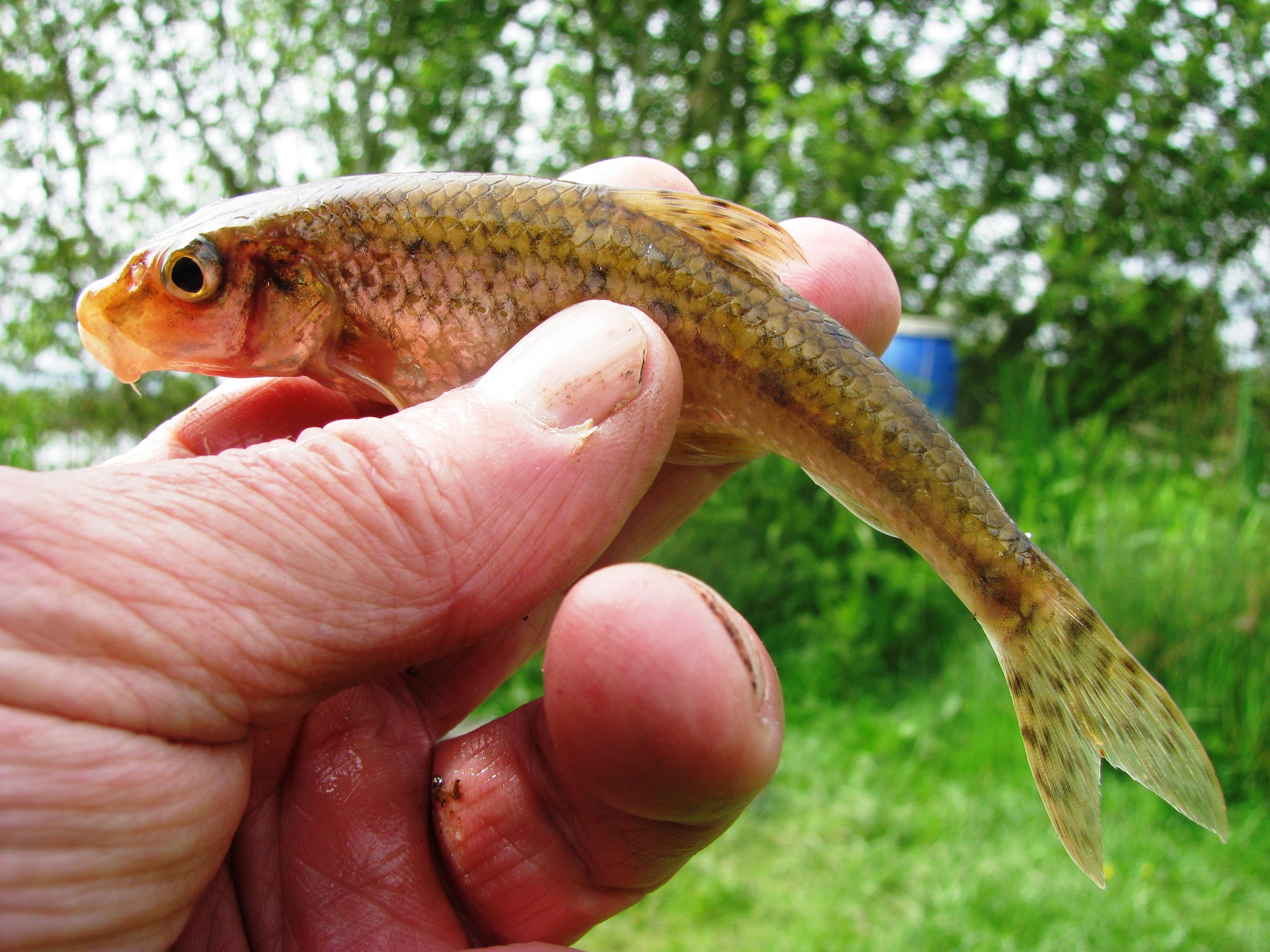 2016-05-20 Valley View - Steve Gudgeon 02