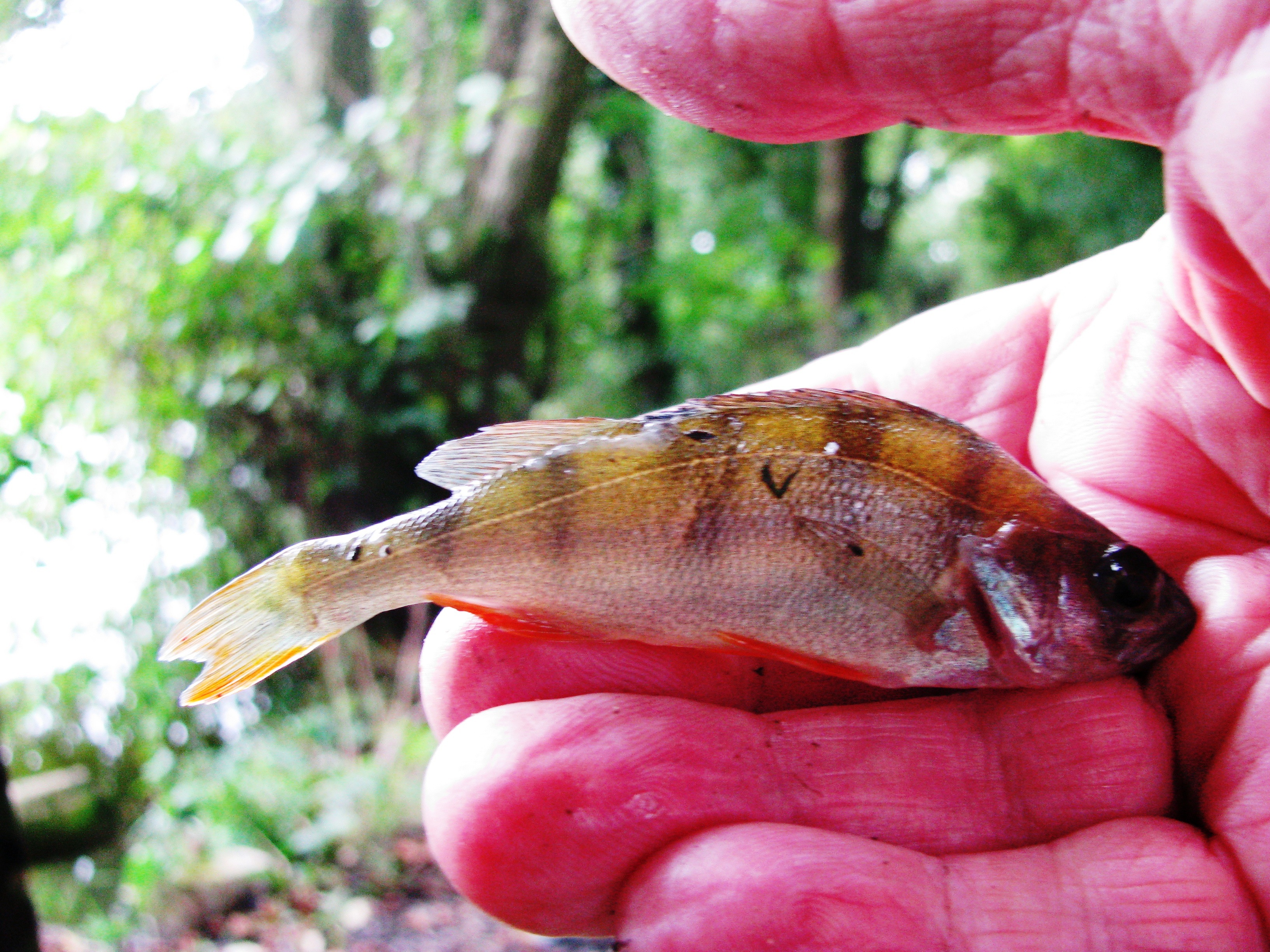 2016-09-06-surprise-perch