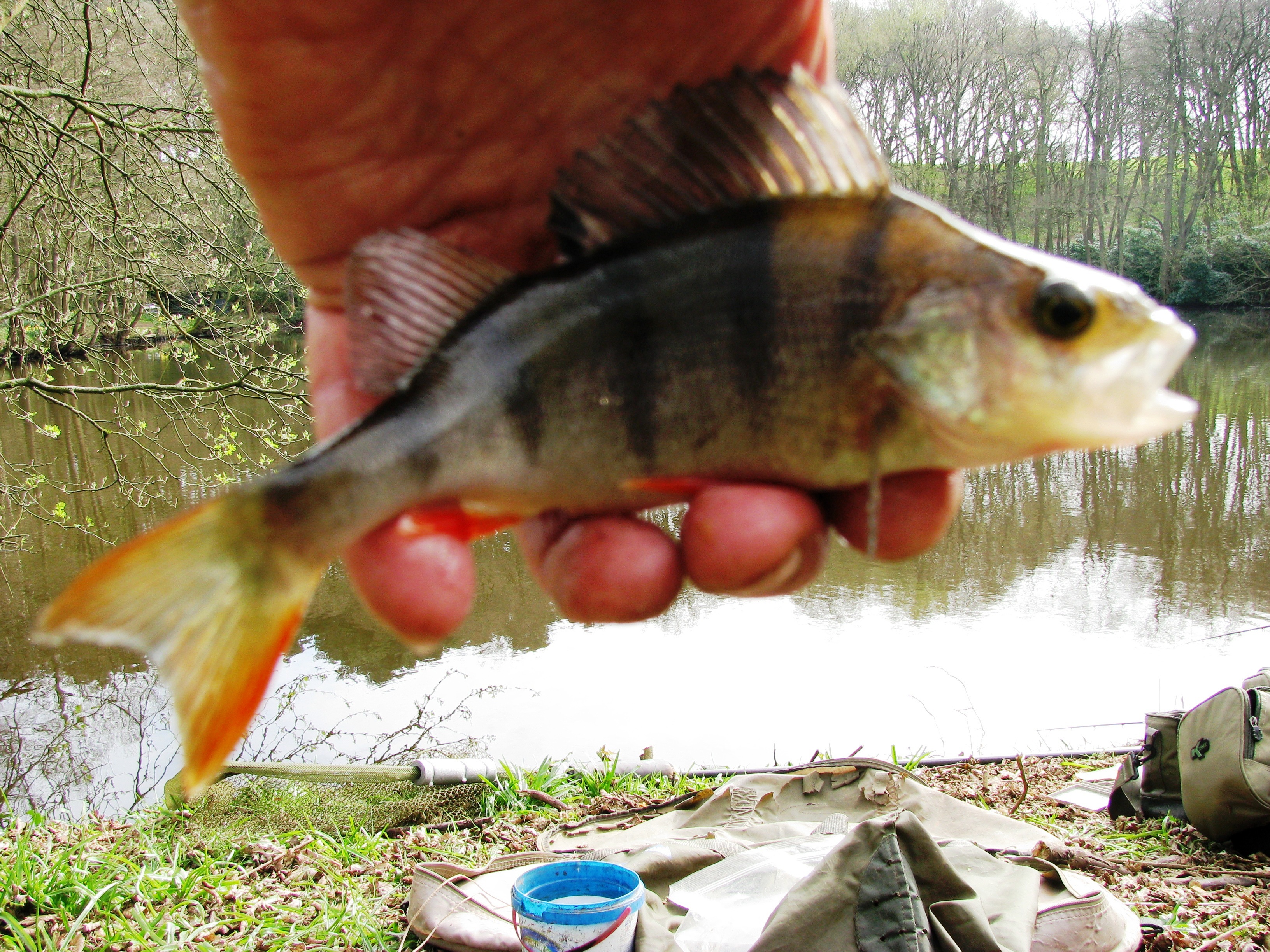 2017-04-07 Steve -Small Perch (3oz) 02.JPG