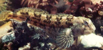 blenny