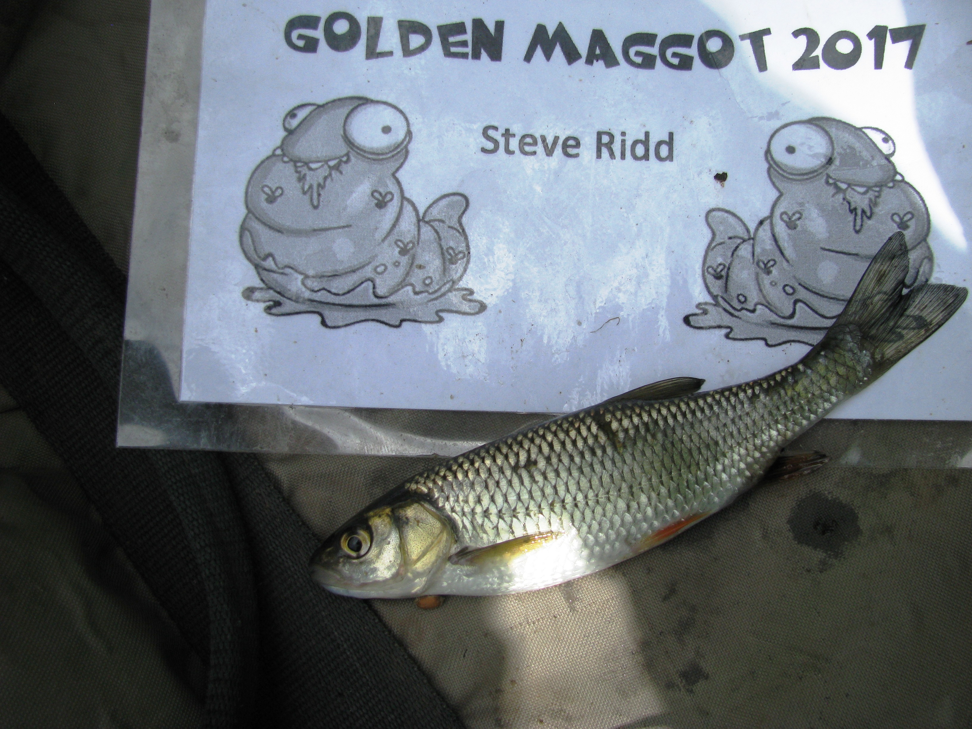 2017-07-09 Golden Maggot - Chub