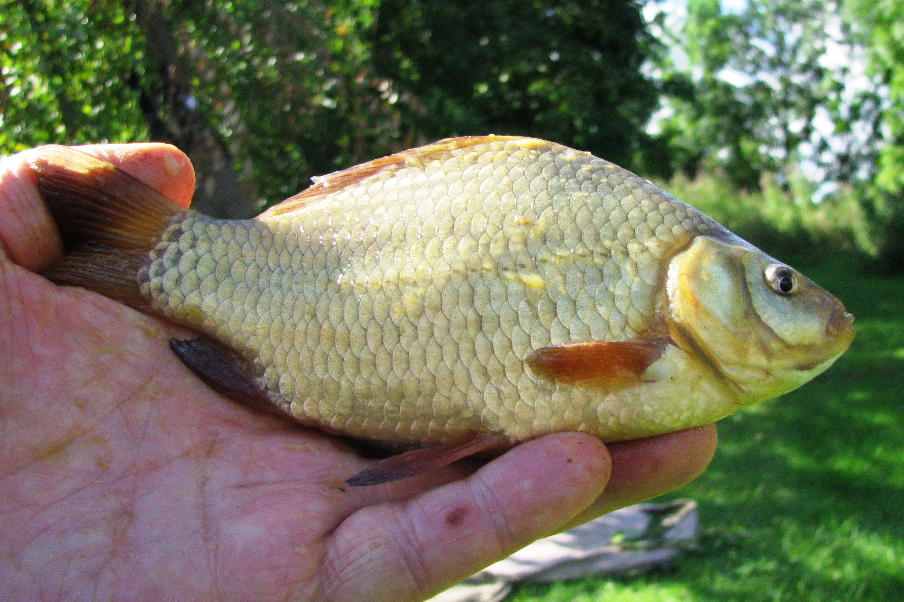2017-08-04 Steve - Crucian Carp 02