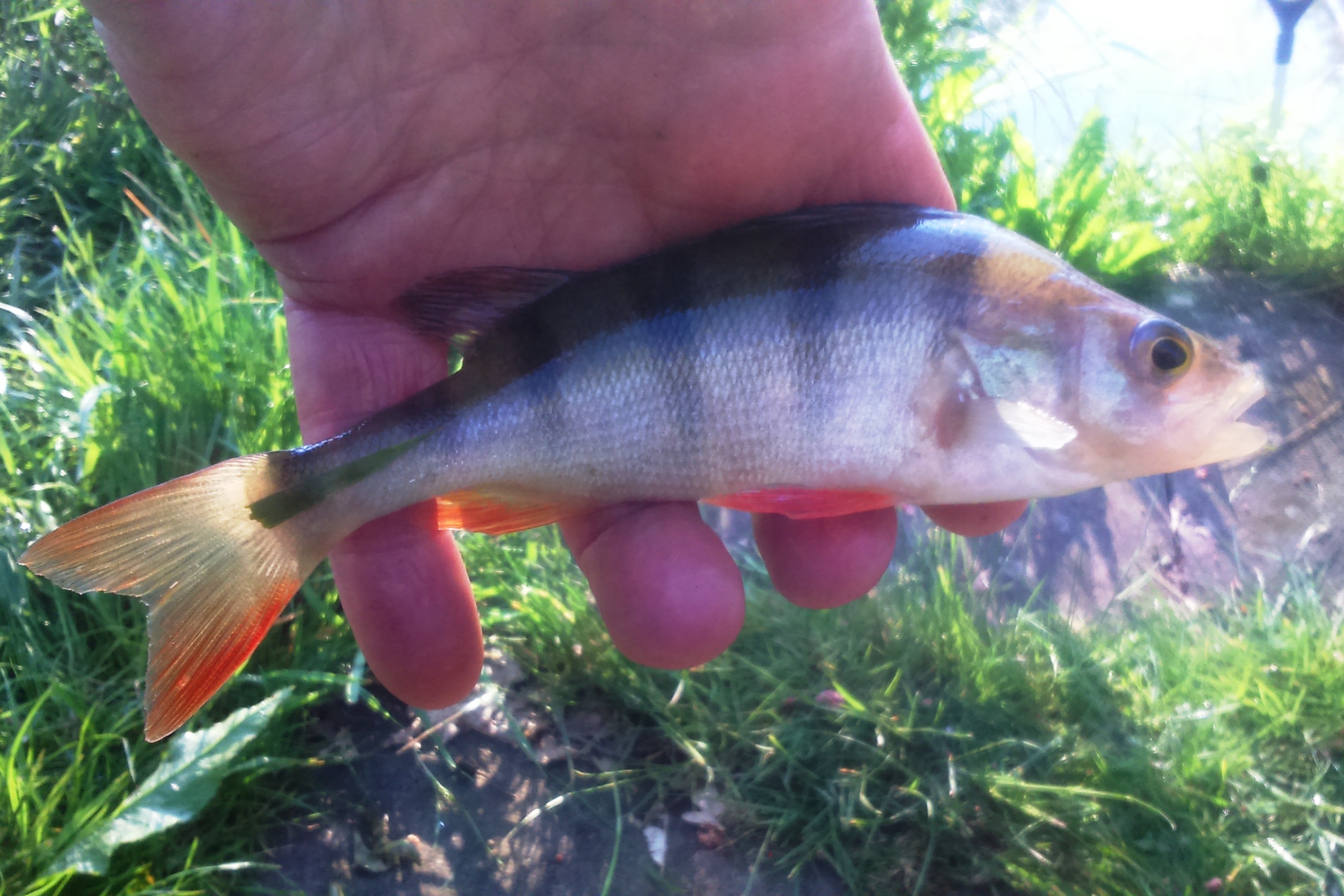 2018-05-14 Steve - Perch