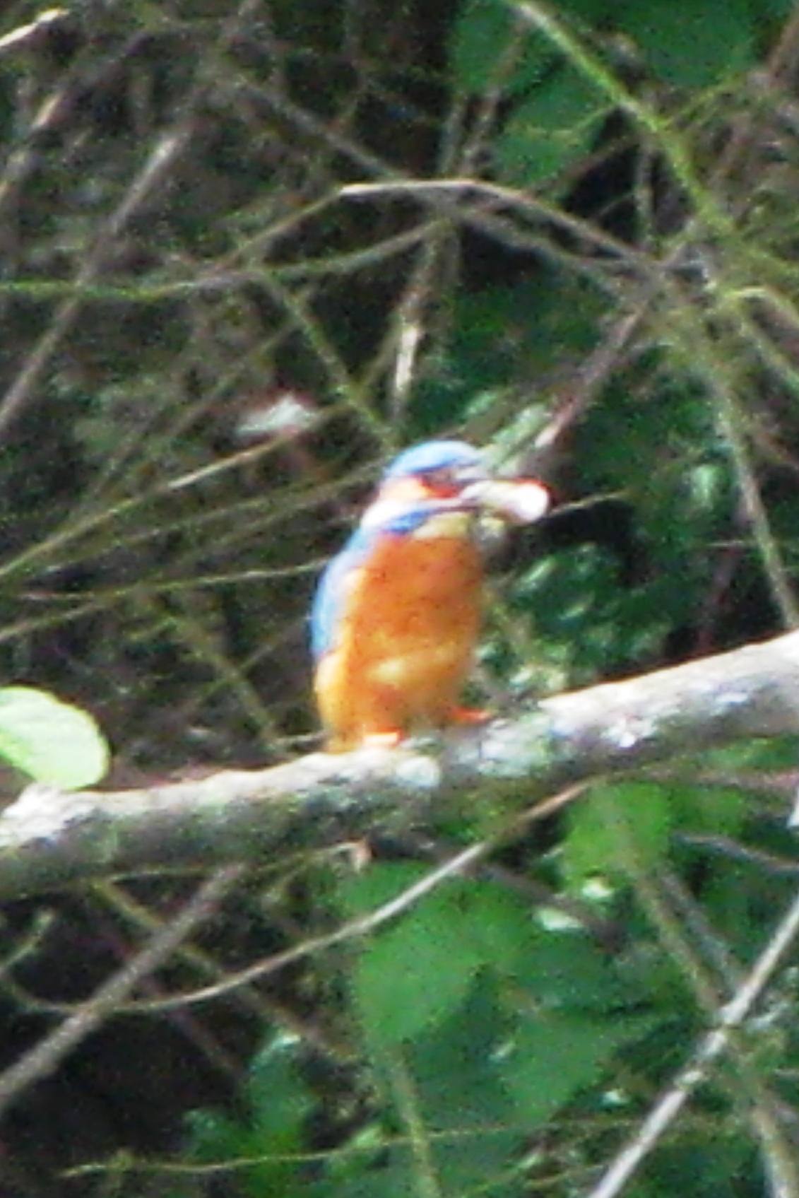 Kingfisher With Fish