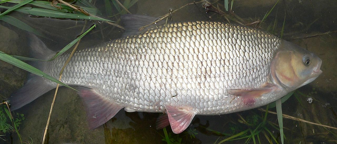 1280px-LeuciscusIdusWindeIde56cm_21-4-2009_16-46-58