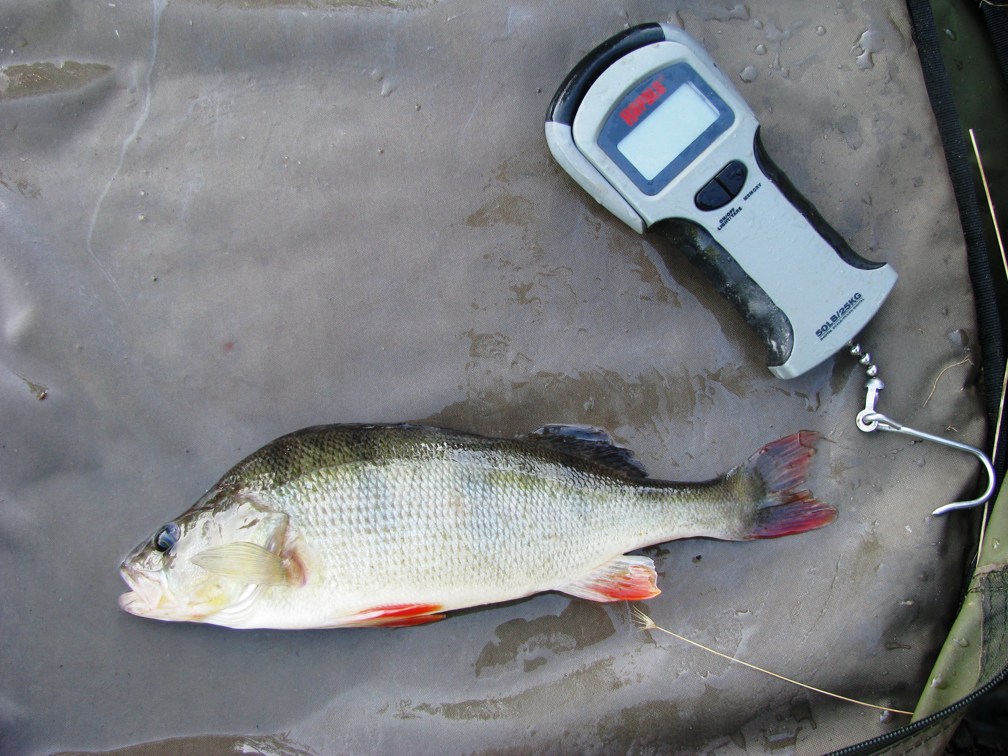 2018-08-24 Steve - 12oz Perch