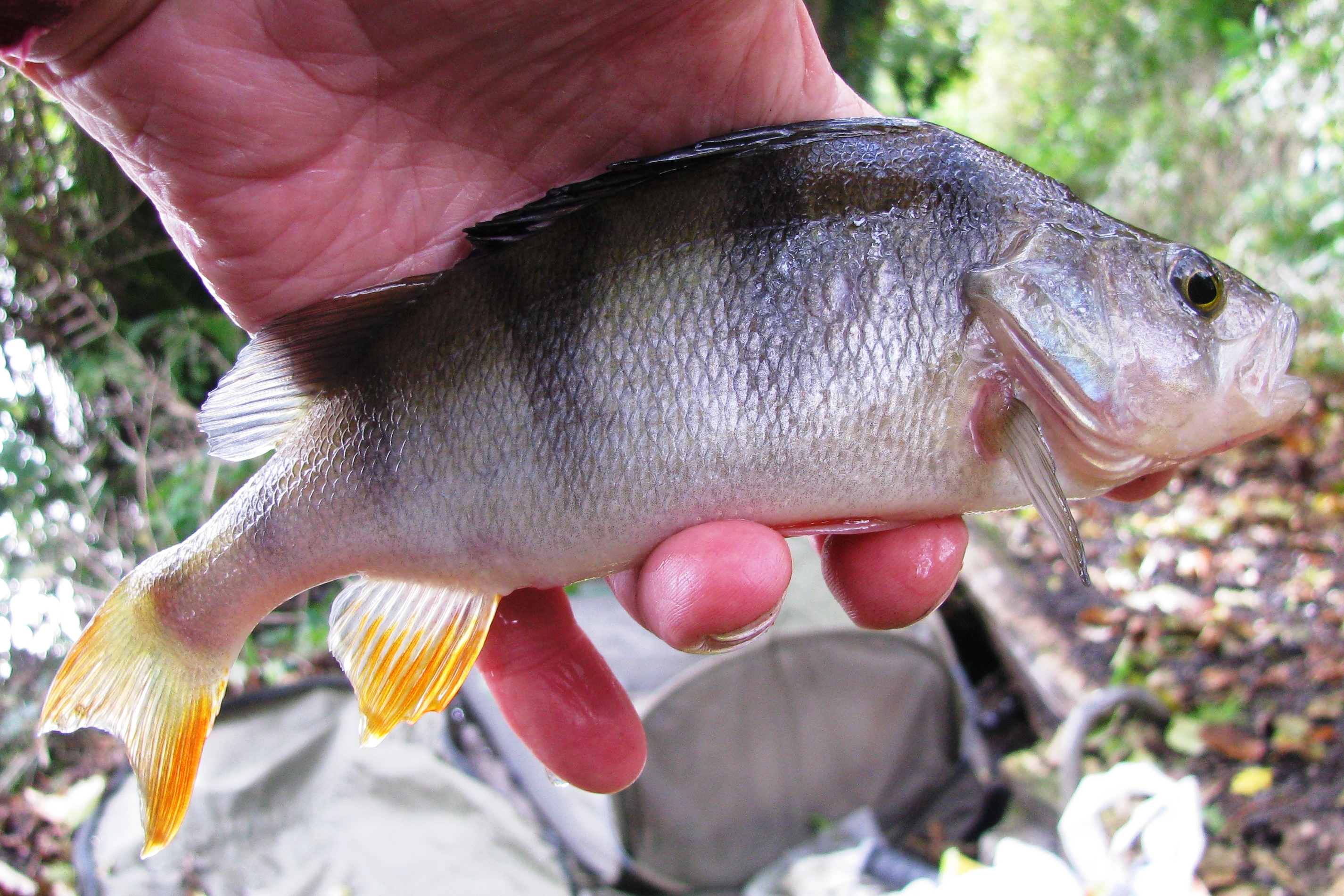2018-10-26 Steve - 6oz Perch