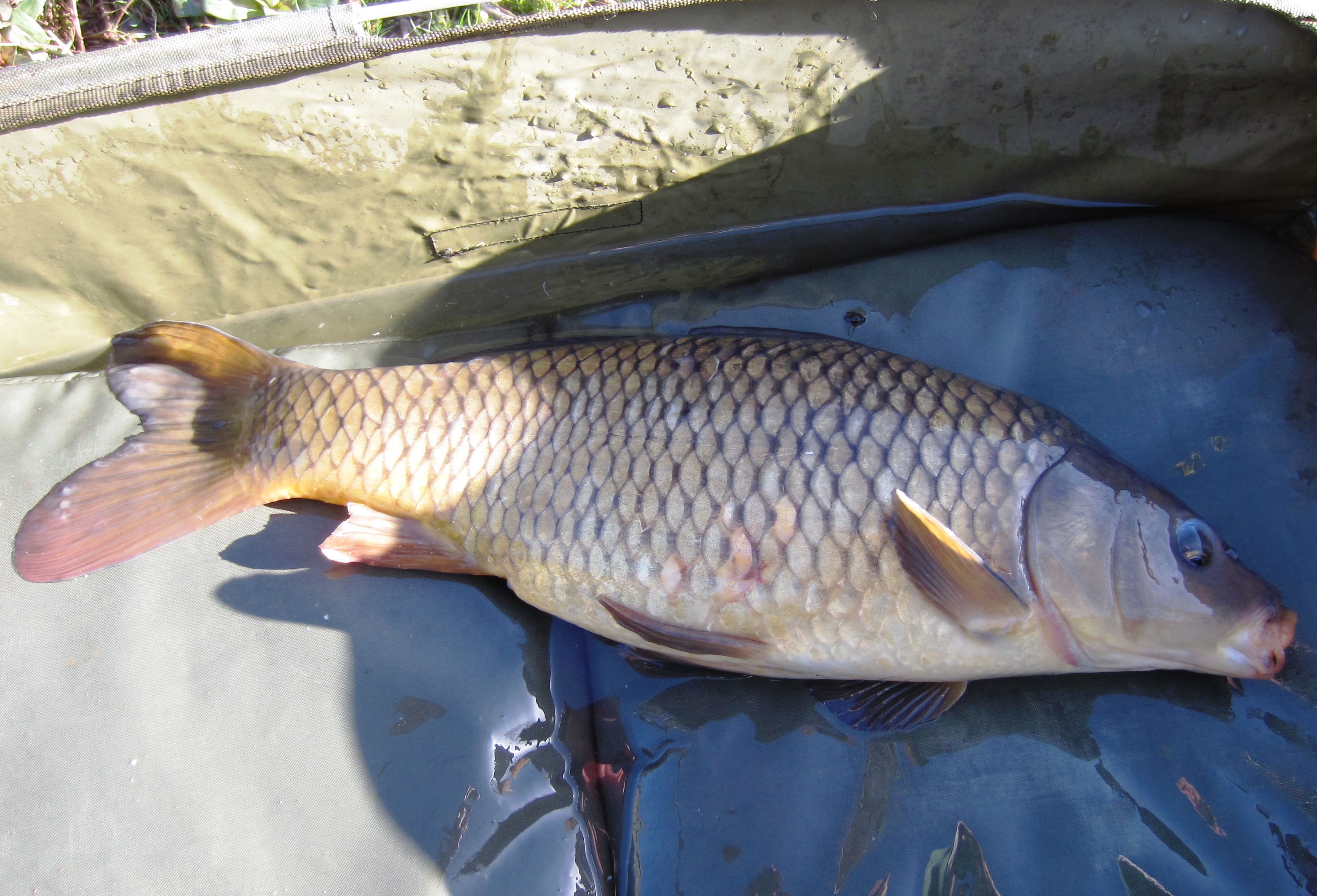 2019-03-11 Steve 5lb 10oz Common Carp 02