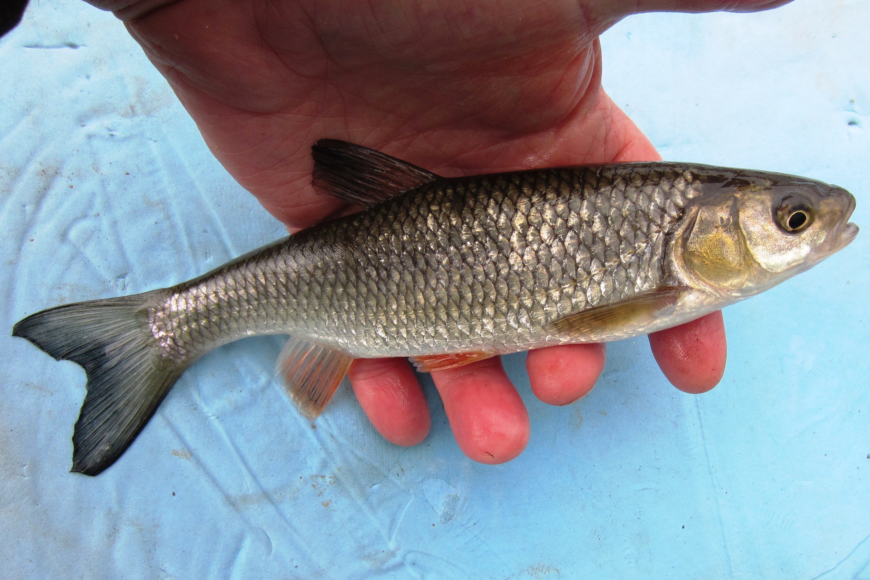 2019-03-18 Steve - 4oz Chub