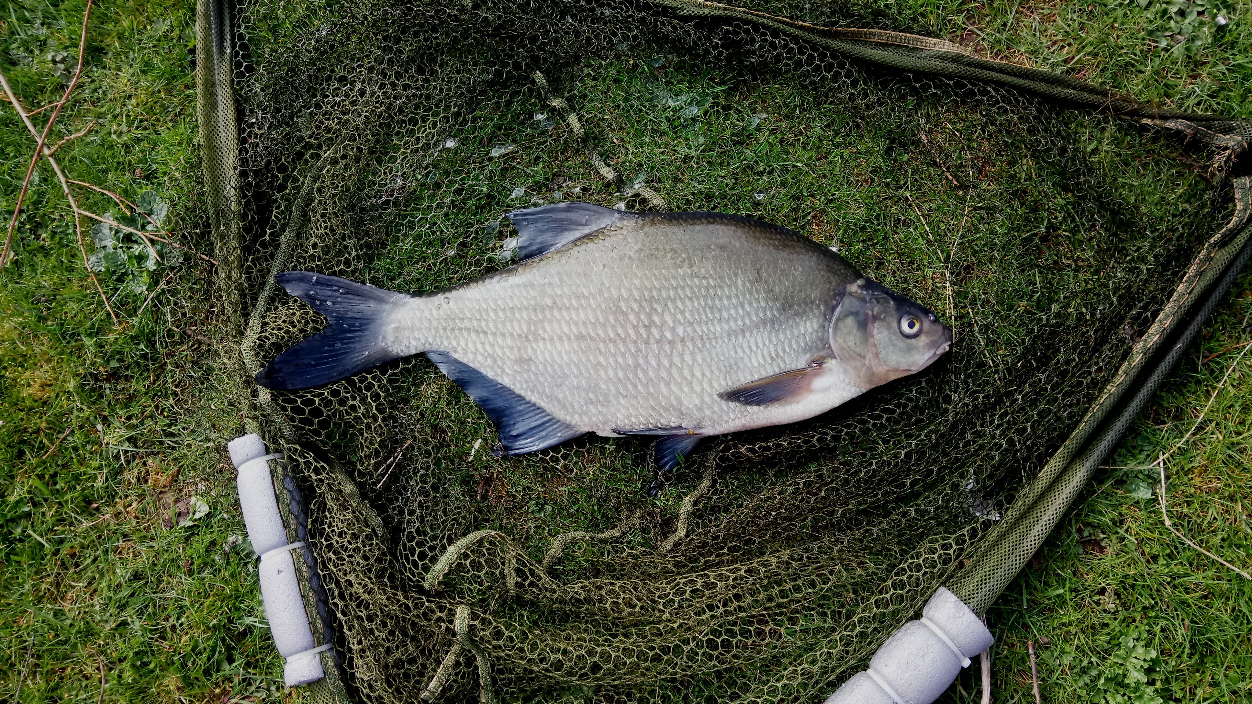 2019-04-01 Dead Bream ca 4lb