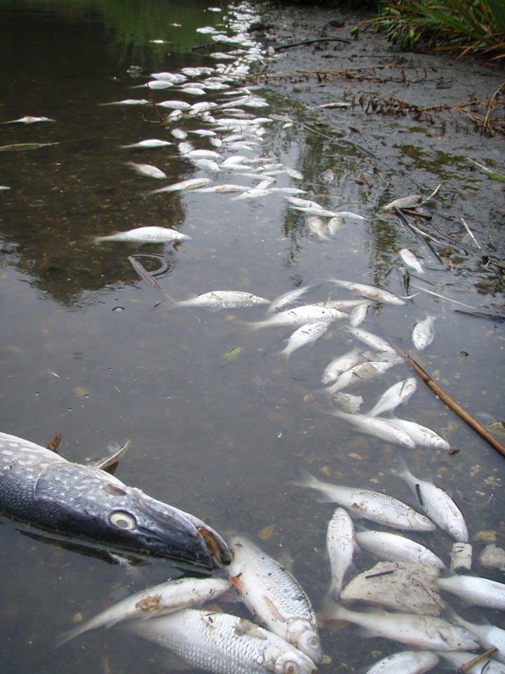 67302316_400922823861757_3221248450075033600_n