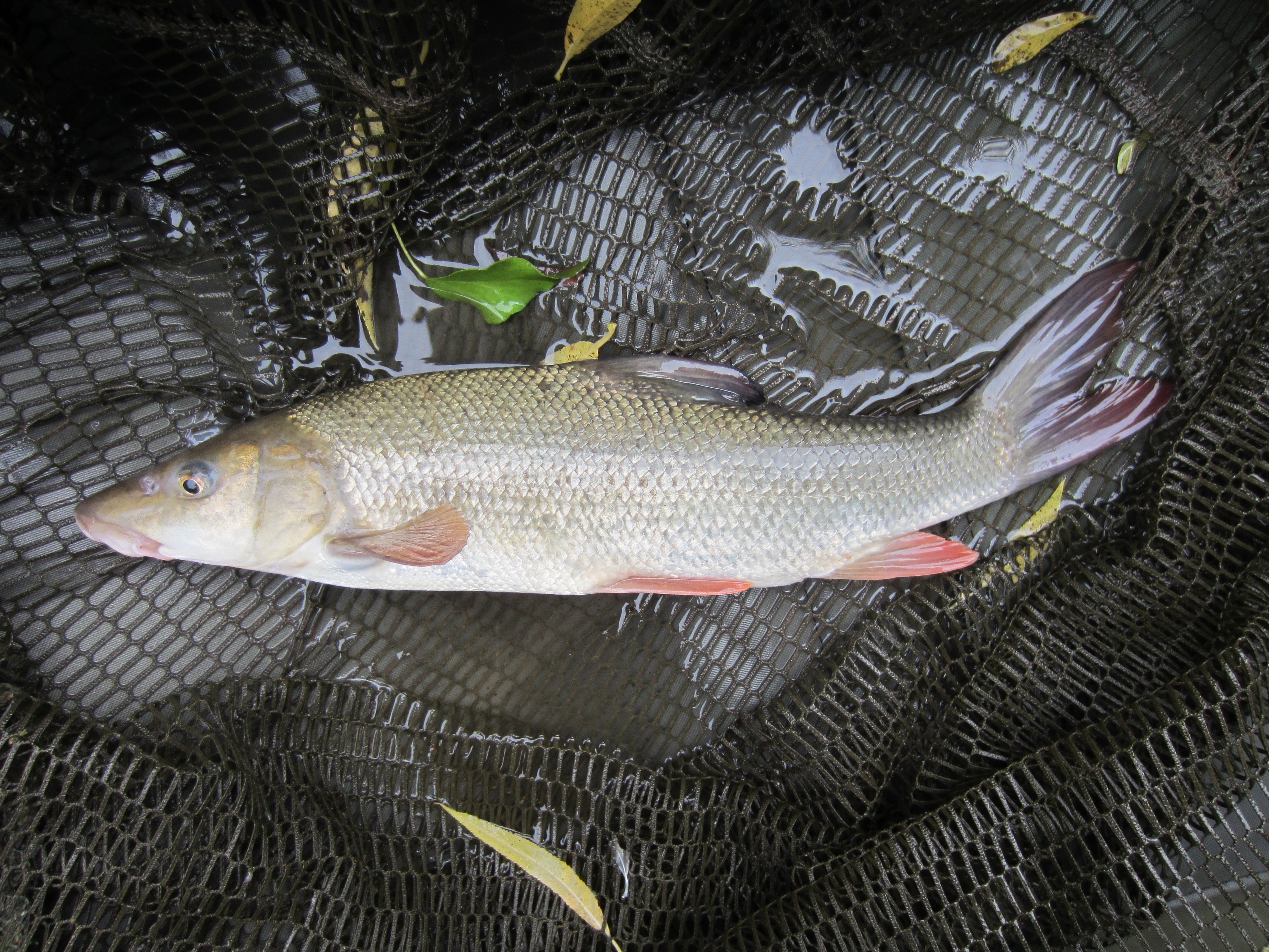 2019-08-29 Steve - Barbel (ca 12oz) 02