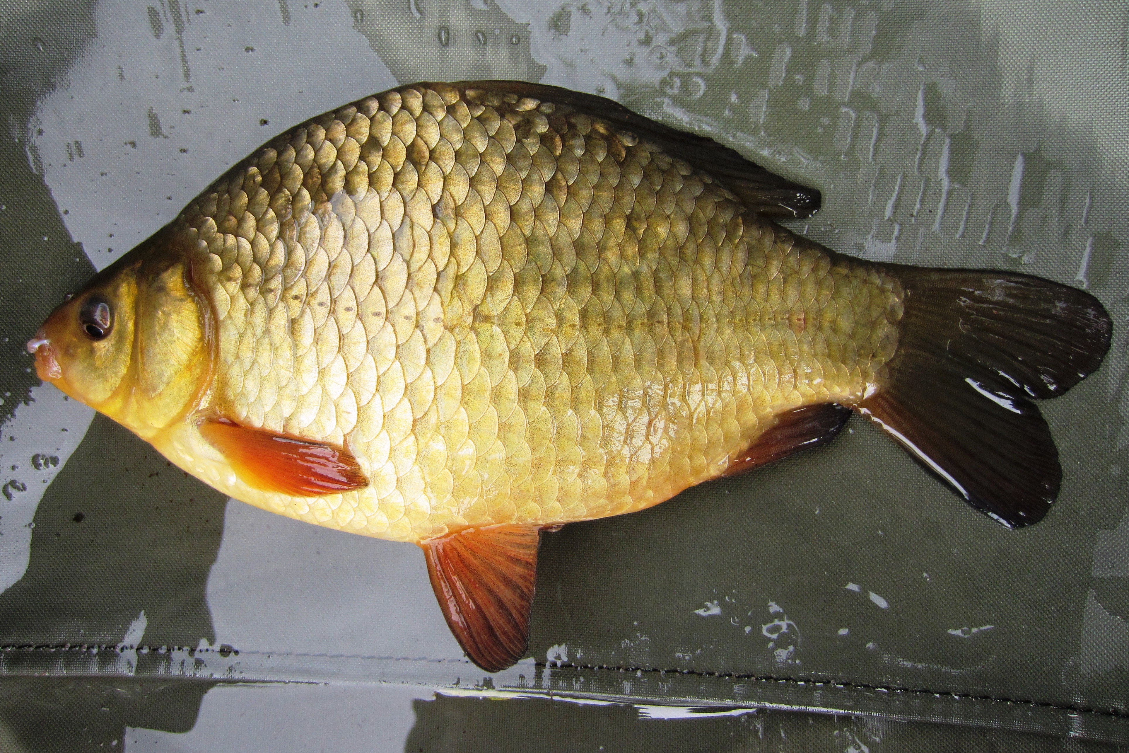 2019-08-29 Steve - Crucian Carp 01