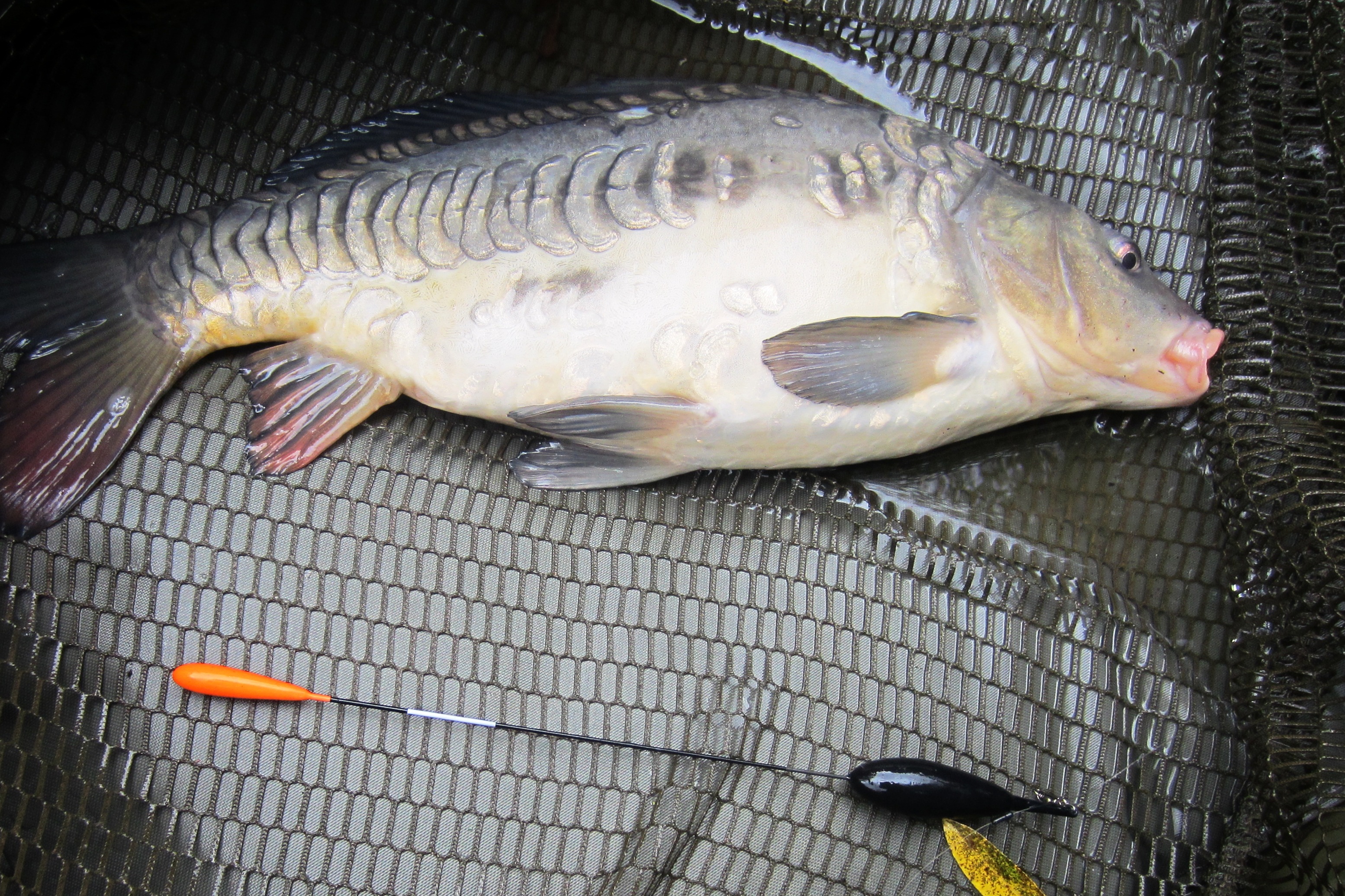 2019-08-29 Steve - Mirror Carp (ca 2lb)