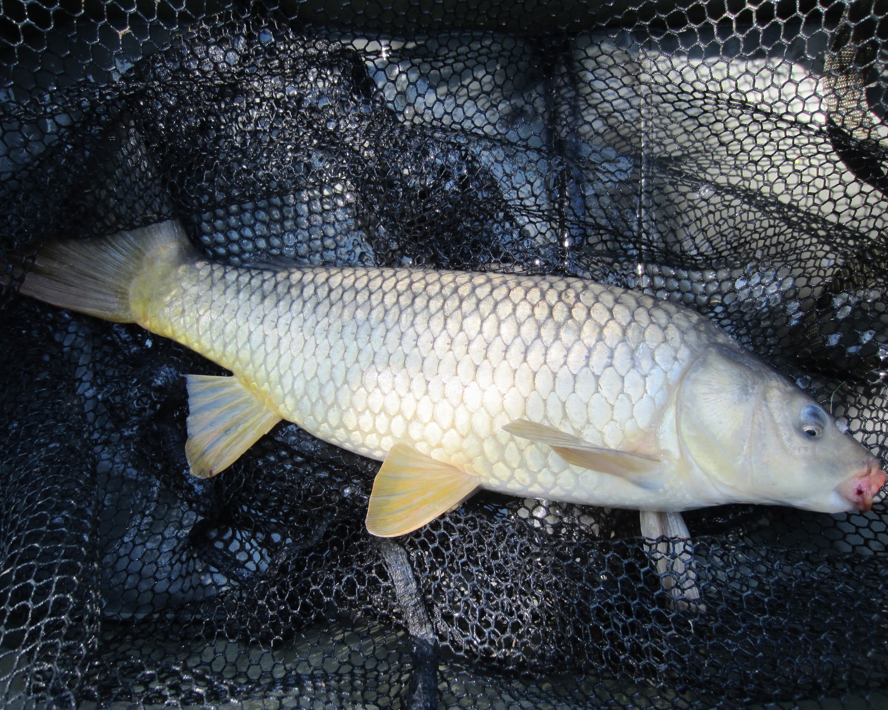 2020-05-25 Steve - 4lb 10oz Common Carp 02