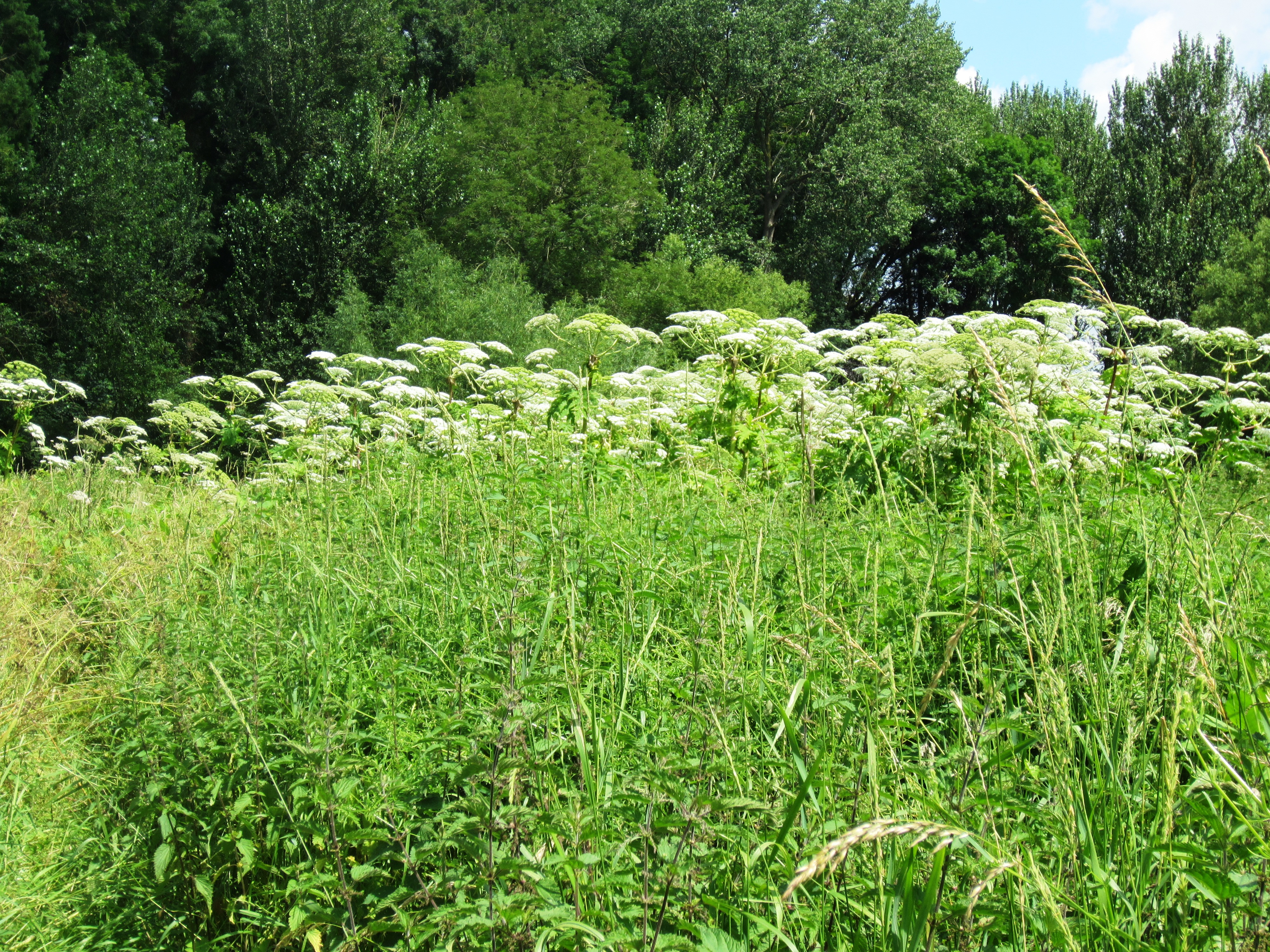 2021-07-08 Giant Hogweed 01