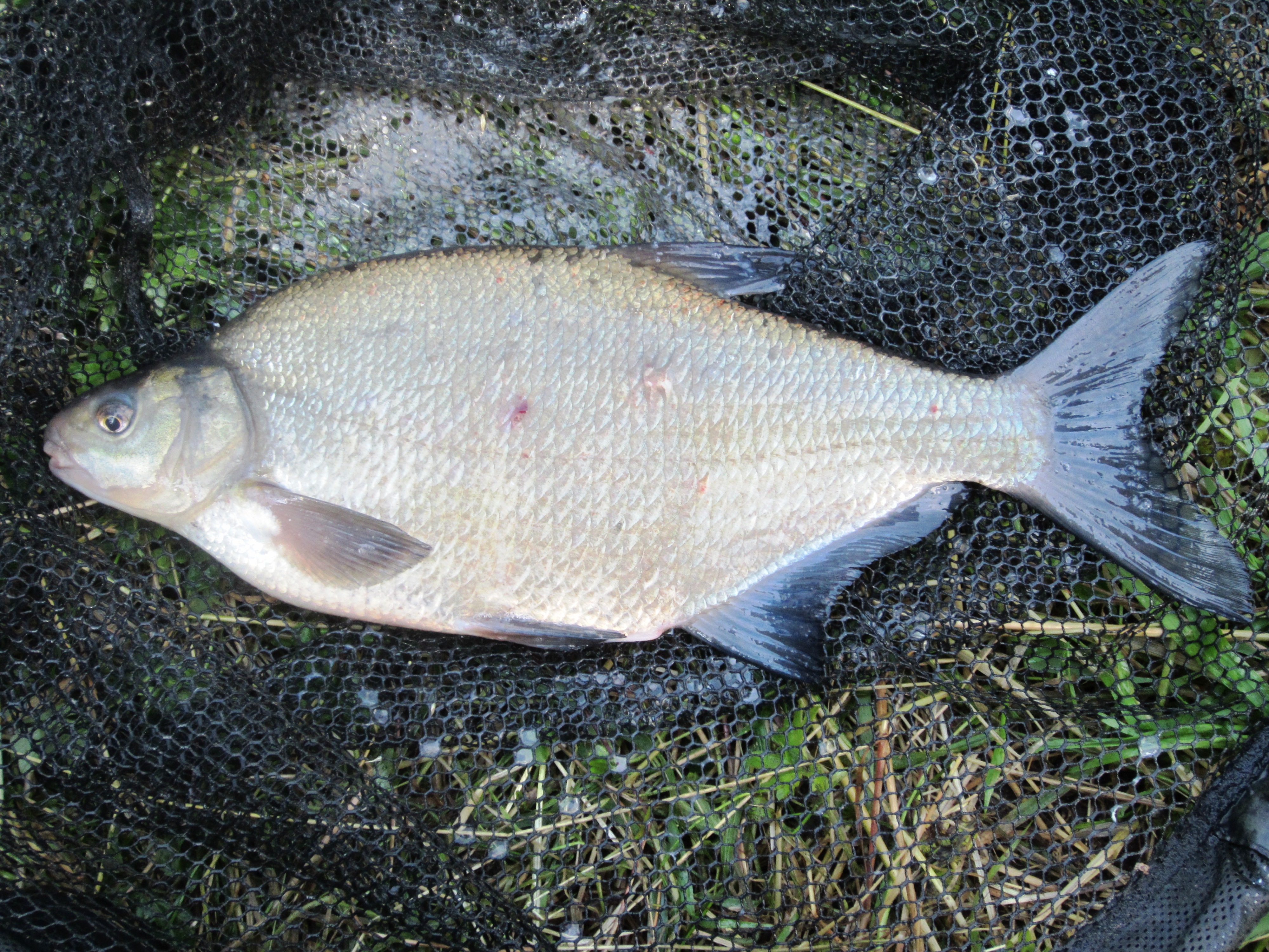 2021-07-08 Steve - 4lb 0oz Bream 01