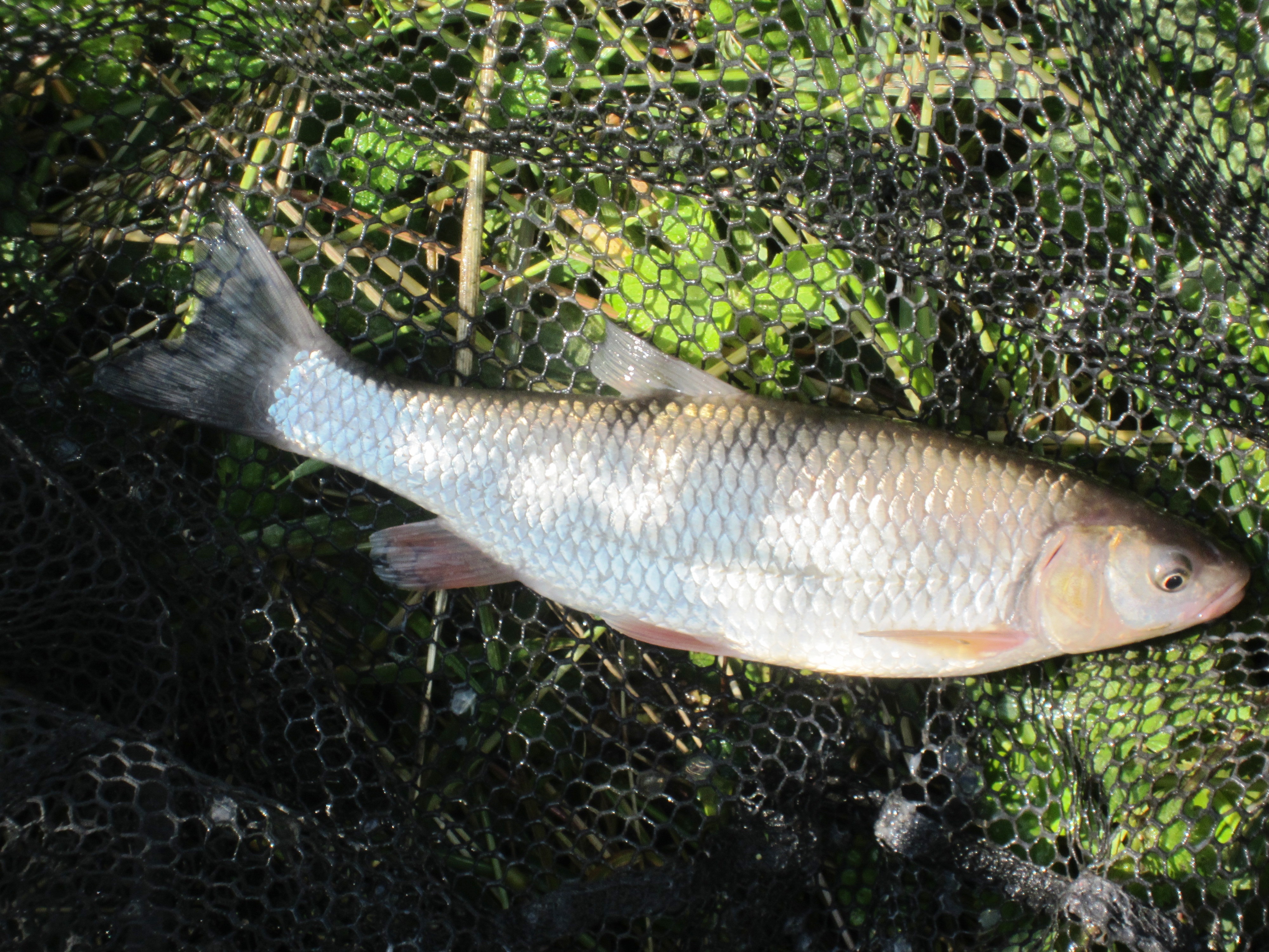 2021-07-08 Steve - 6oz Chub 01