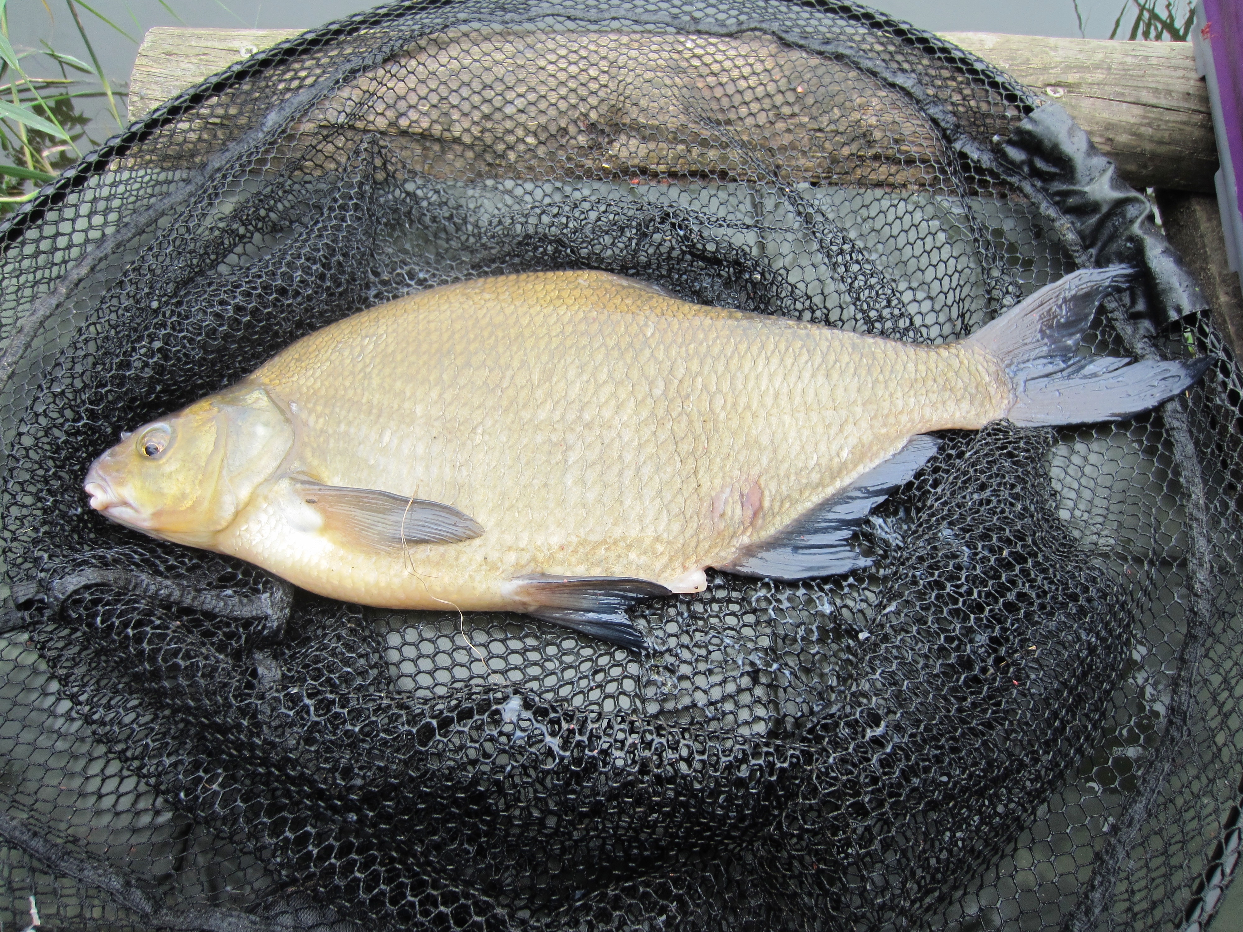 2021-08-17 Steve - 5lb 14oz Bream (New PB)