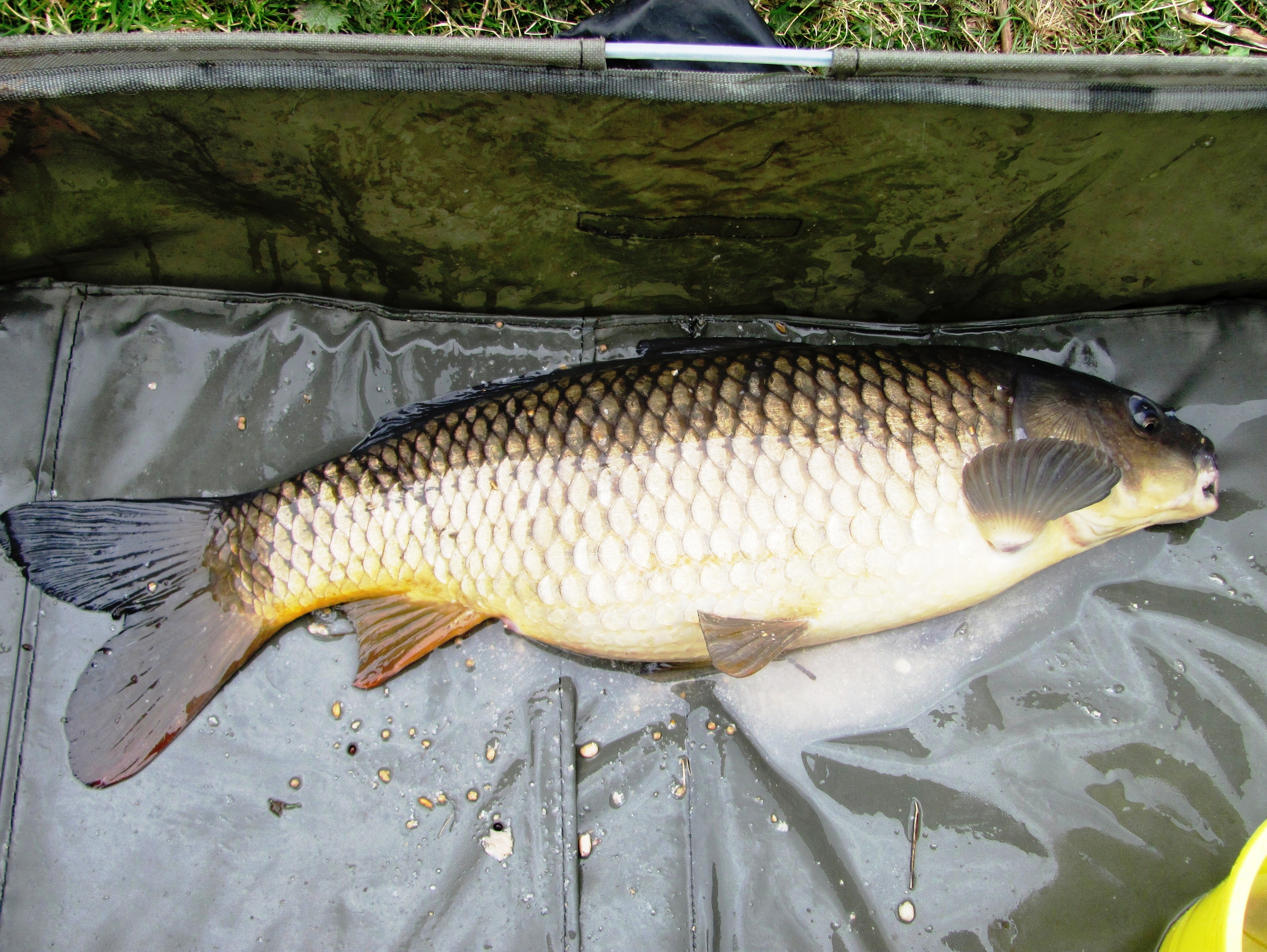 2022-03-21 Steve - 7lb 8oz Common Carp