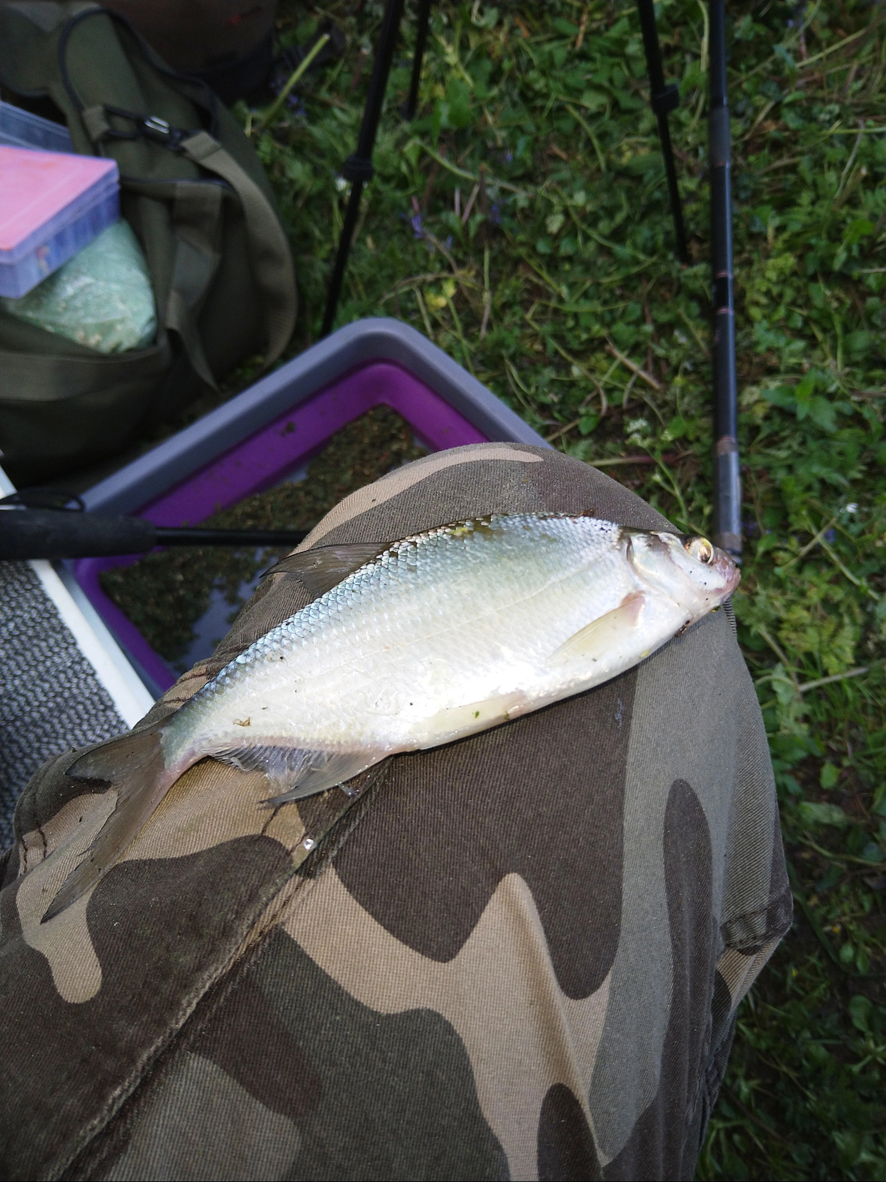 2023-05-18 Small Bream