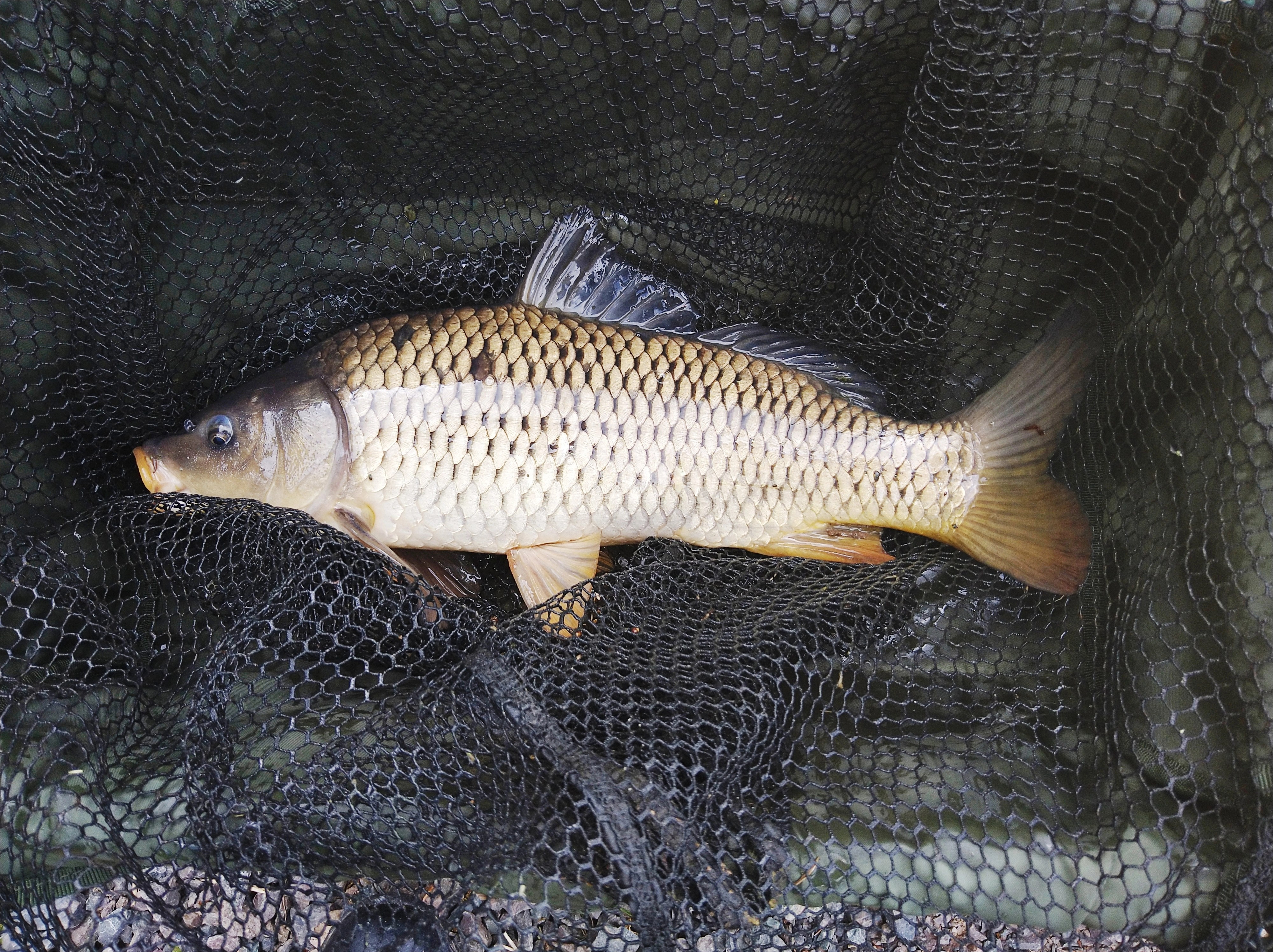 2023-05-25 Steve - 4lb 6oz Common Carp
