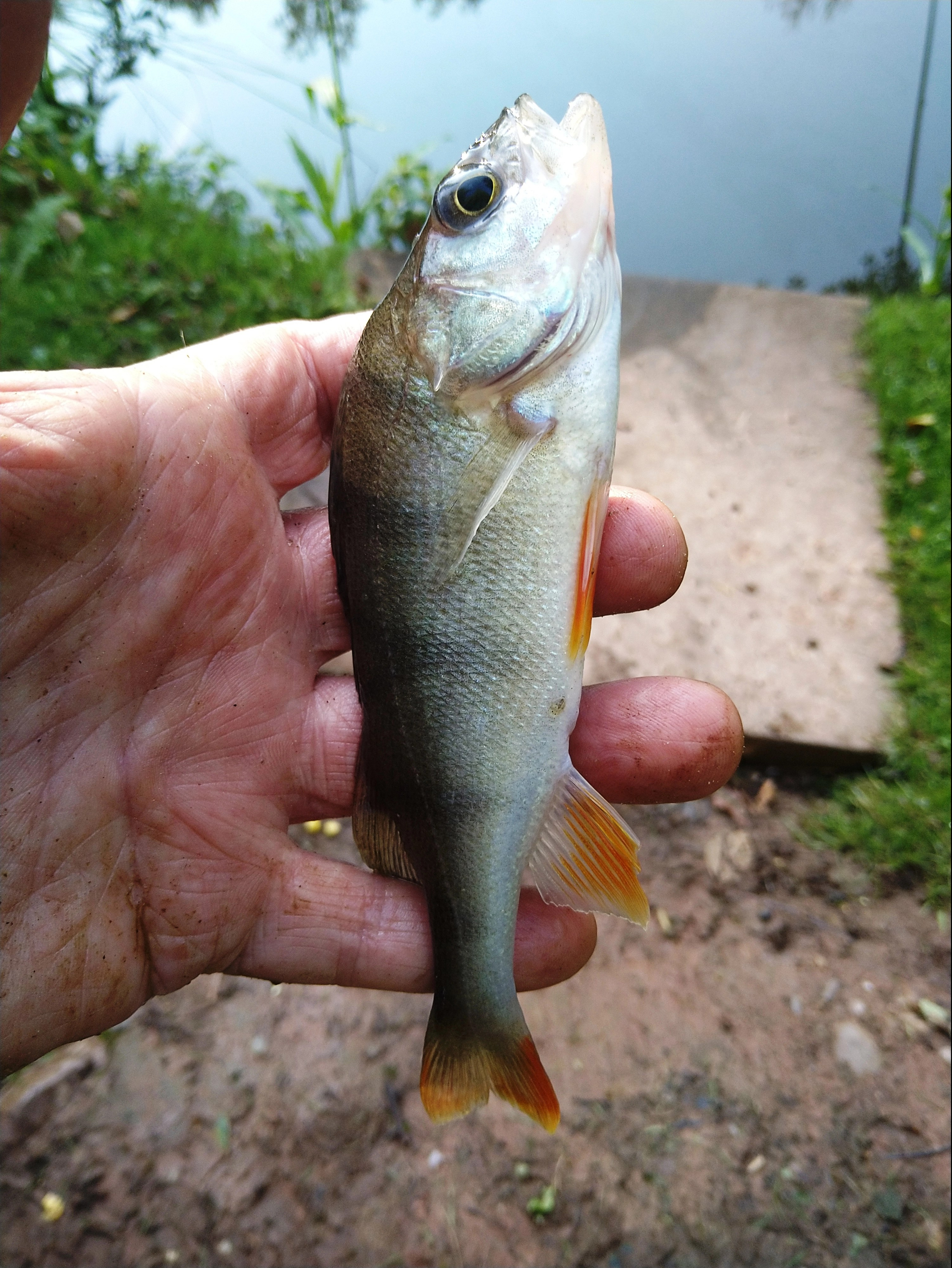 2023-07-25 Perch