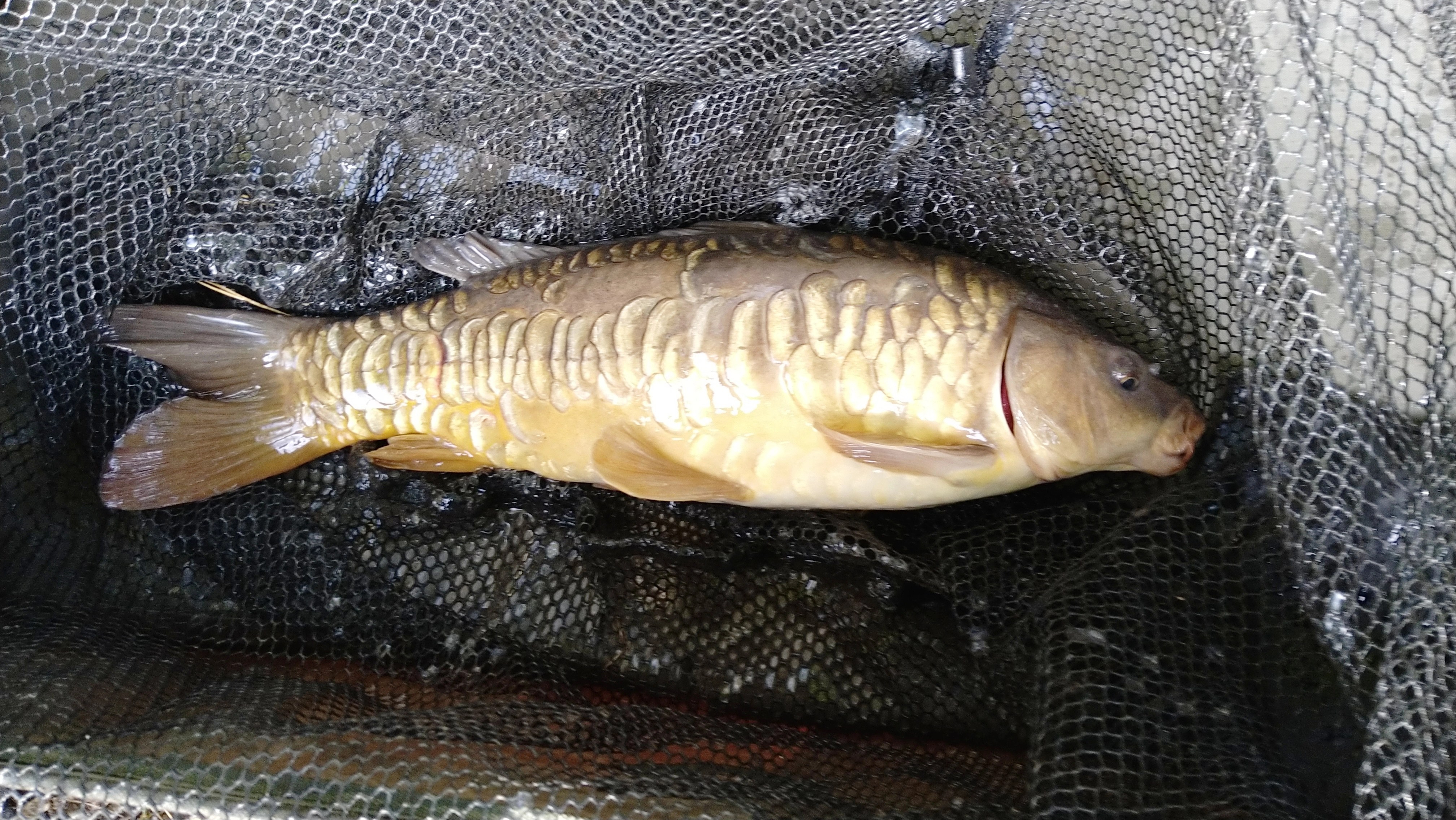 2023-10-03 Steve - 4lb 10oz Mirror Carp