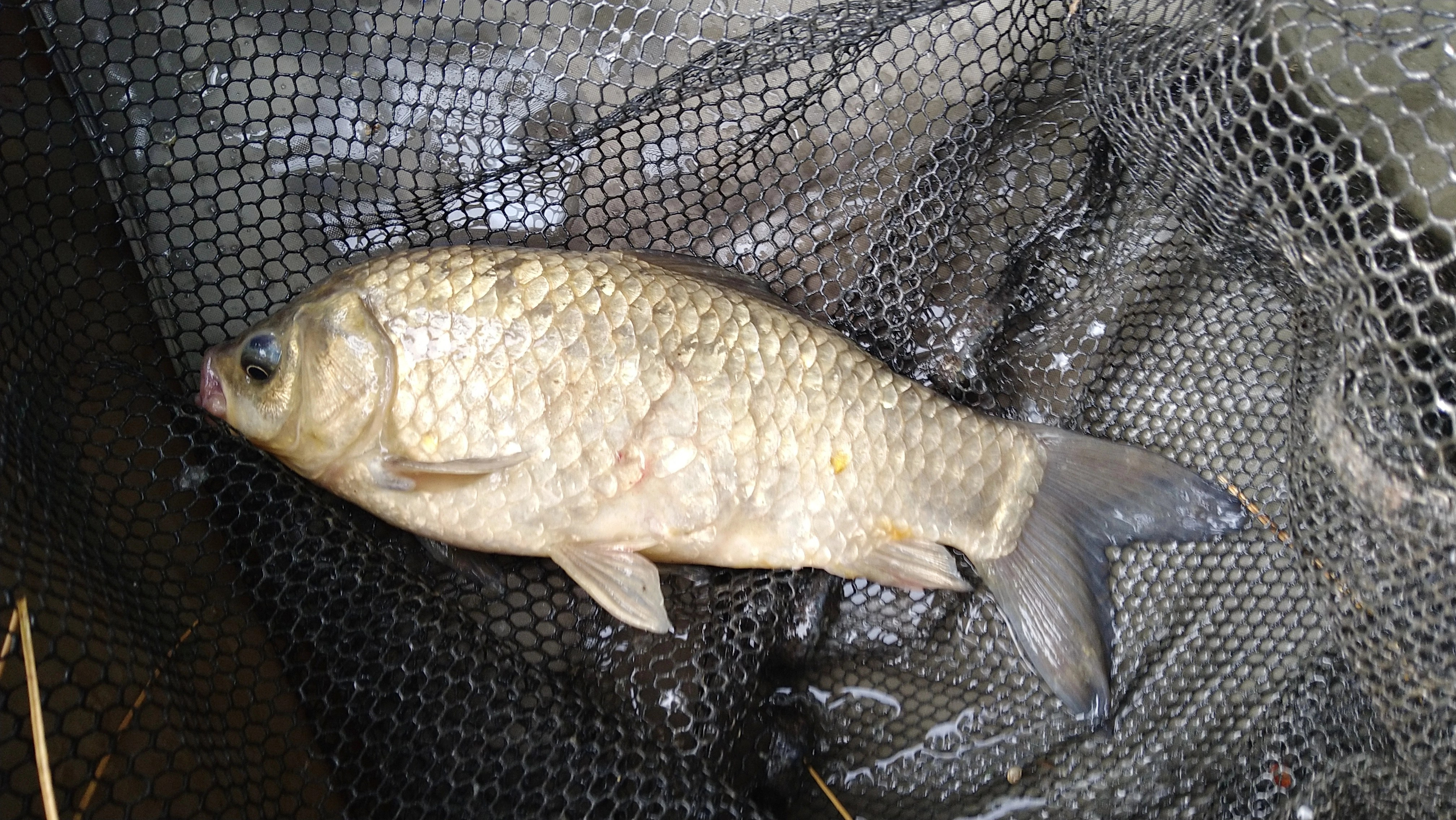 2023-10-07 Steve - 1lb 12oz Crucian Carp